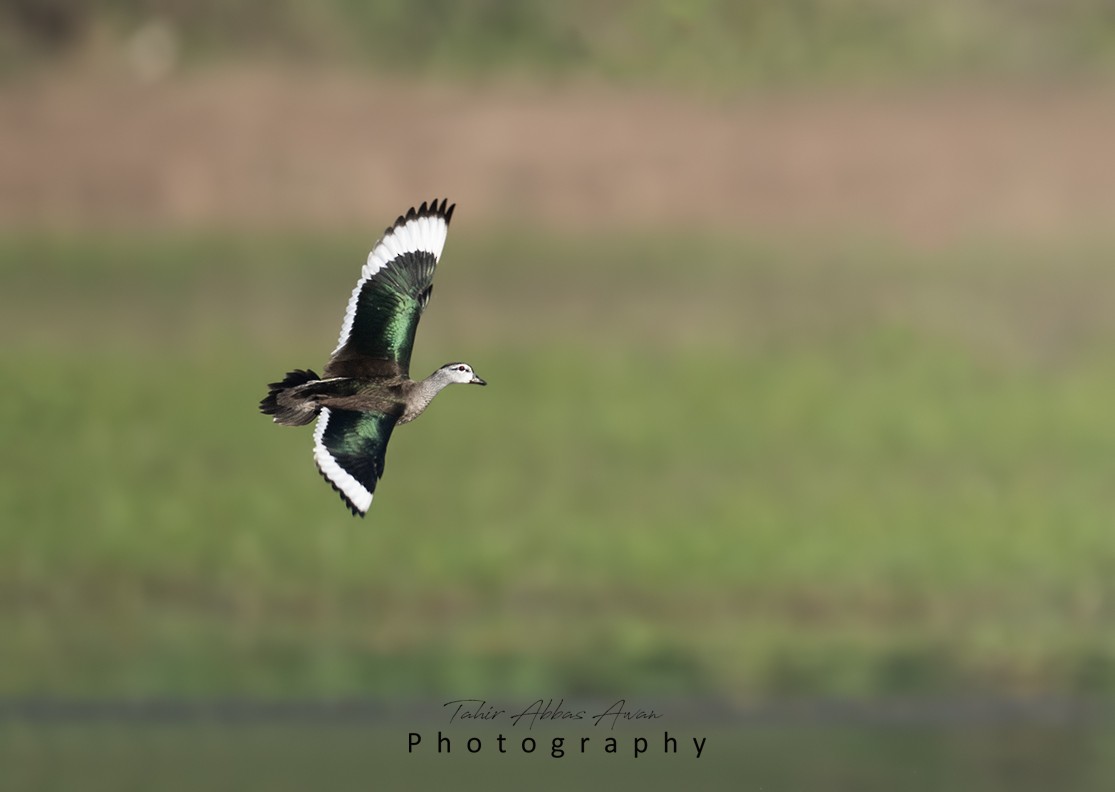 Cotton Pygmy-Goose - Tahir abbas