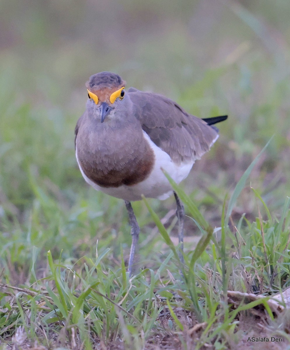 Brown-chested Lapwing - ML611089520