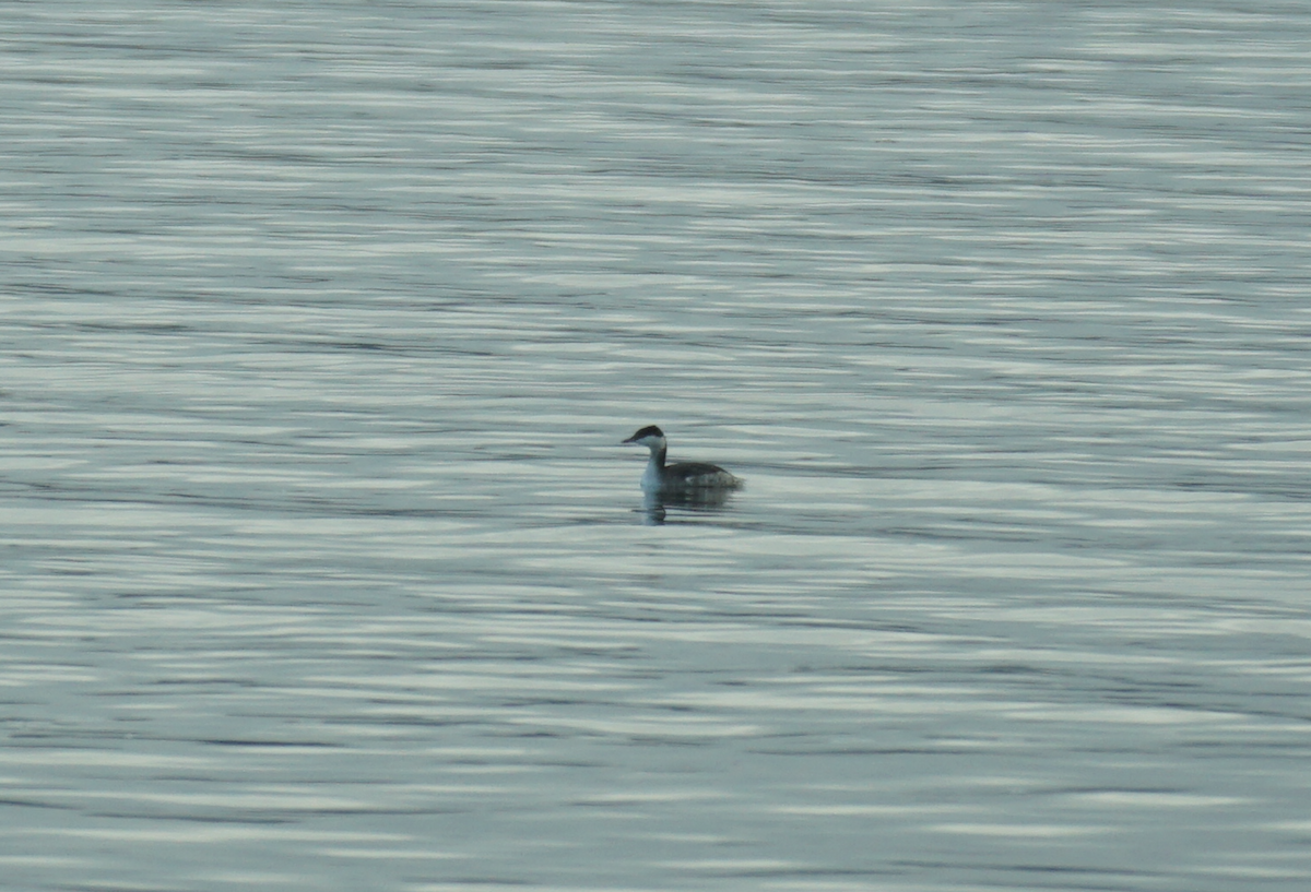 Horned Grebe - Émile Brassard-Gourdeau