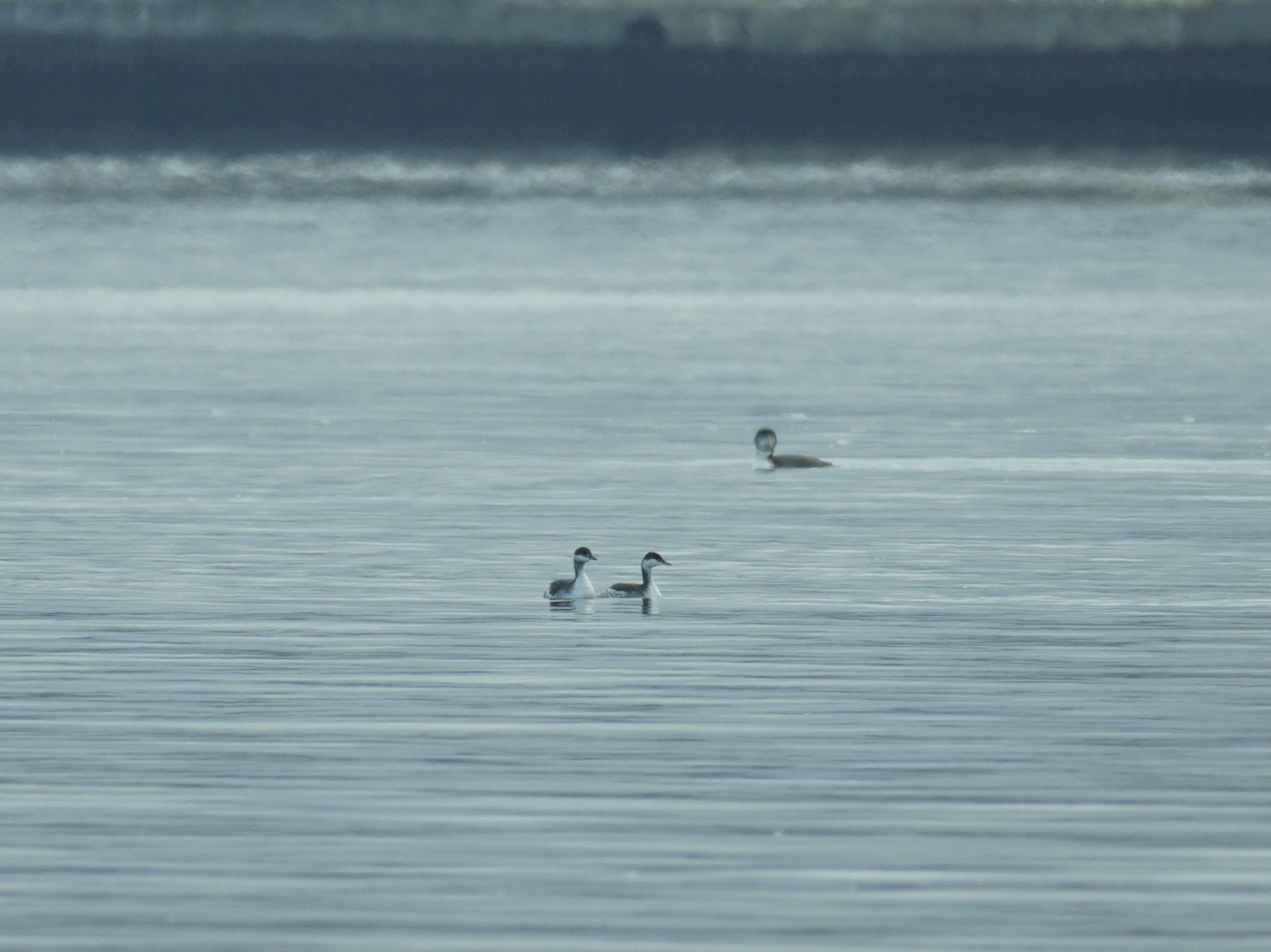 Horned Grebe - ML611089577