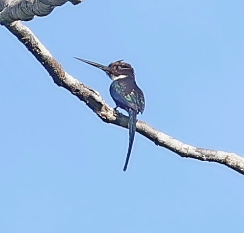 Jacamar à longue queue - ML611089635