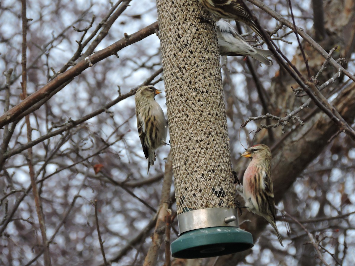 Common Redpoll - ML611089638