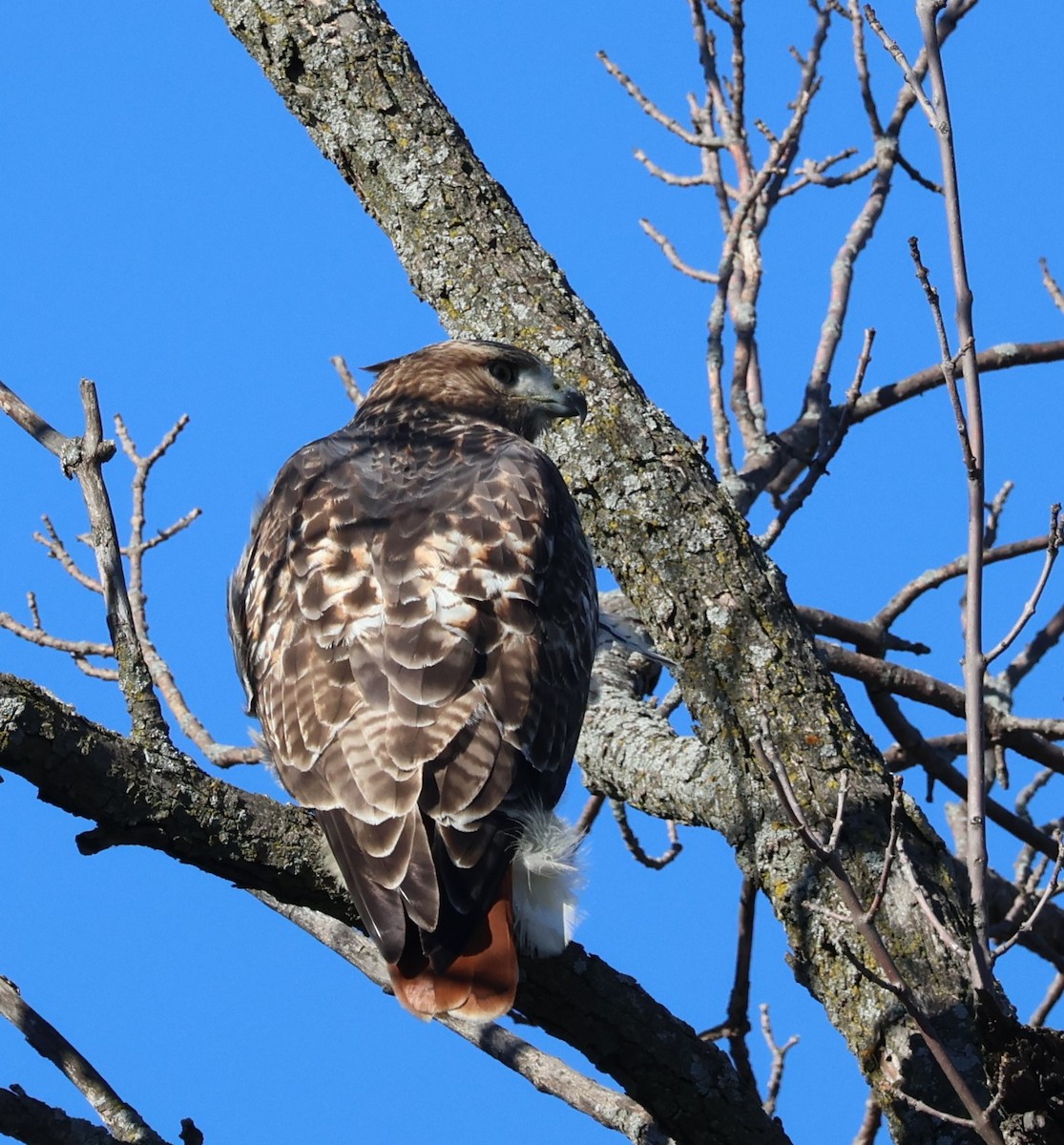 Red-tailed Hawk - ML611089723