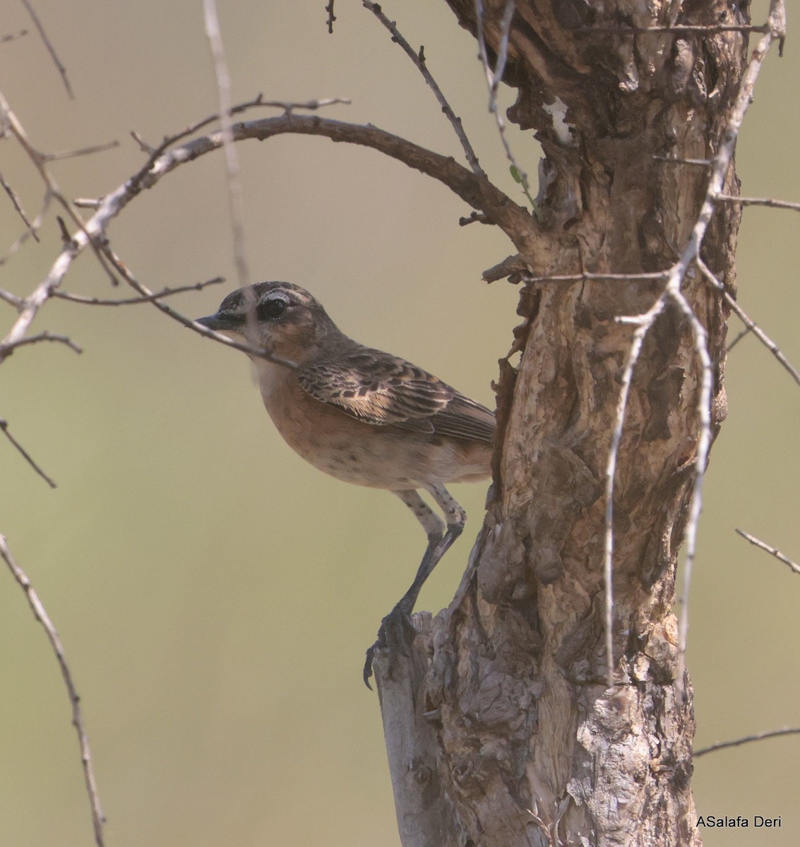 Heuglin's Wheatear - ML611089783