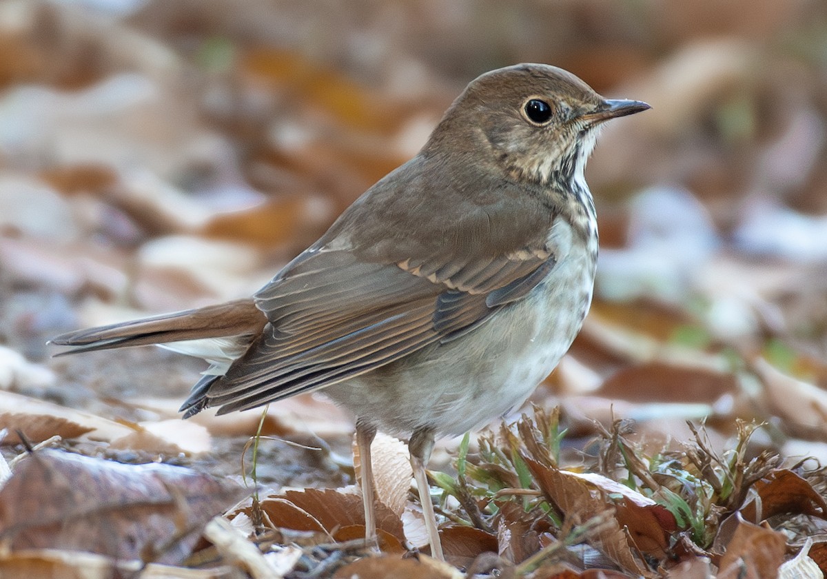 Hermit Thrush - ML611089817