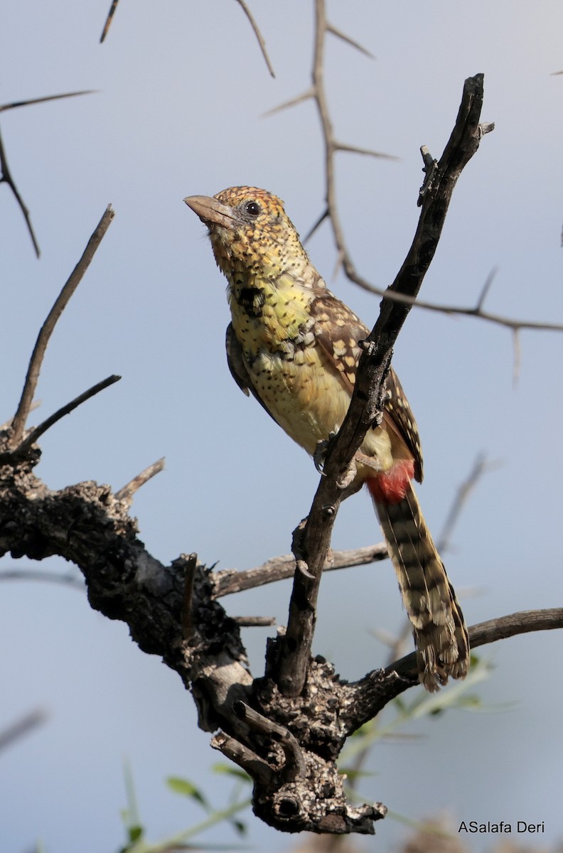 D'Arnaud's Barbet (D'Arnaud's) - ML611089843