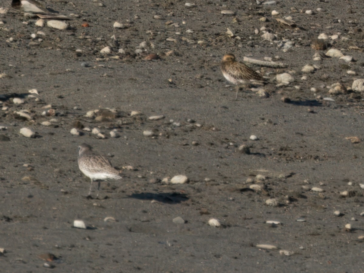 Pacific Golden-Plover - ML611089867