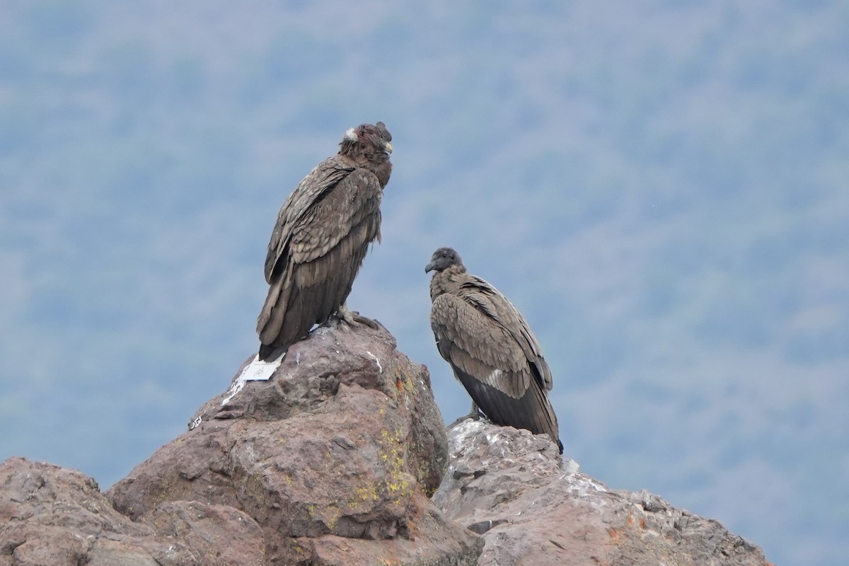 Andean Condor - ML611089871