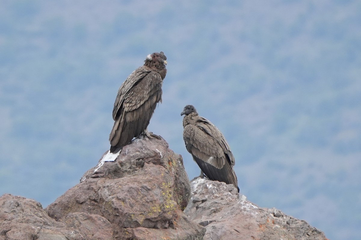 Condor des Andes - ML611089871