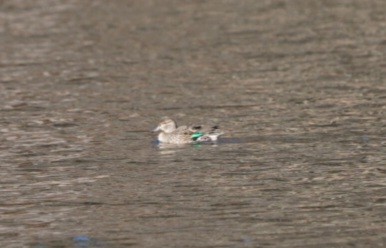 Green-winged Teal - ML611089912