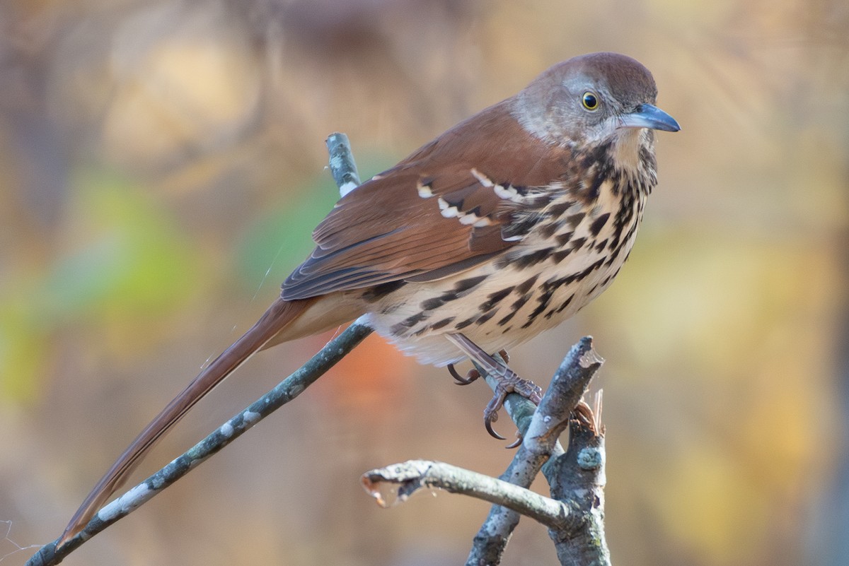 Brown Thrasher - ML611089938