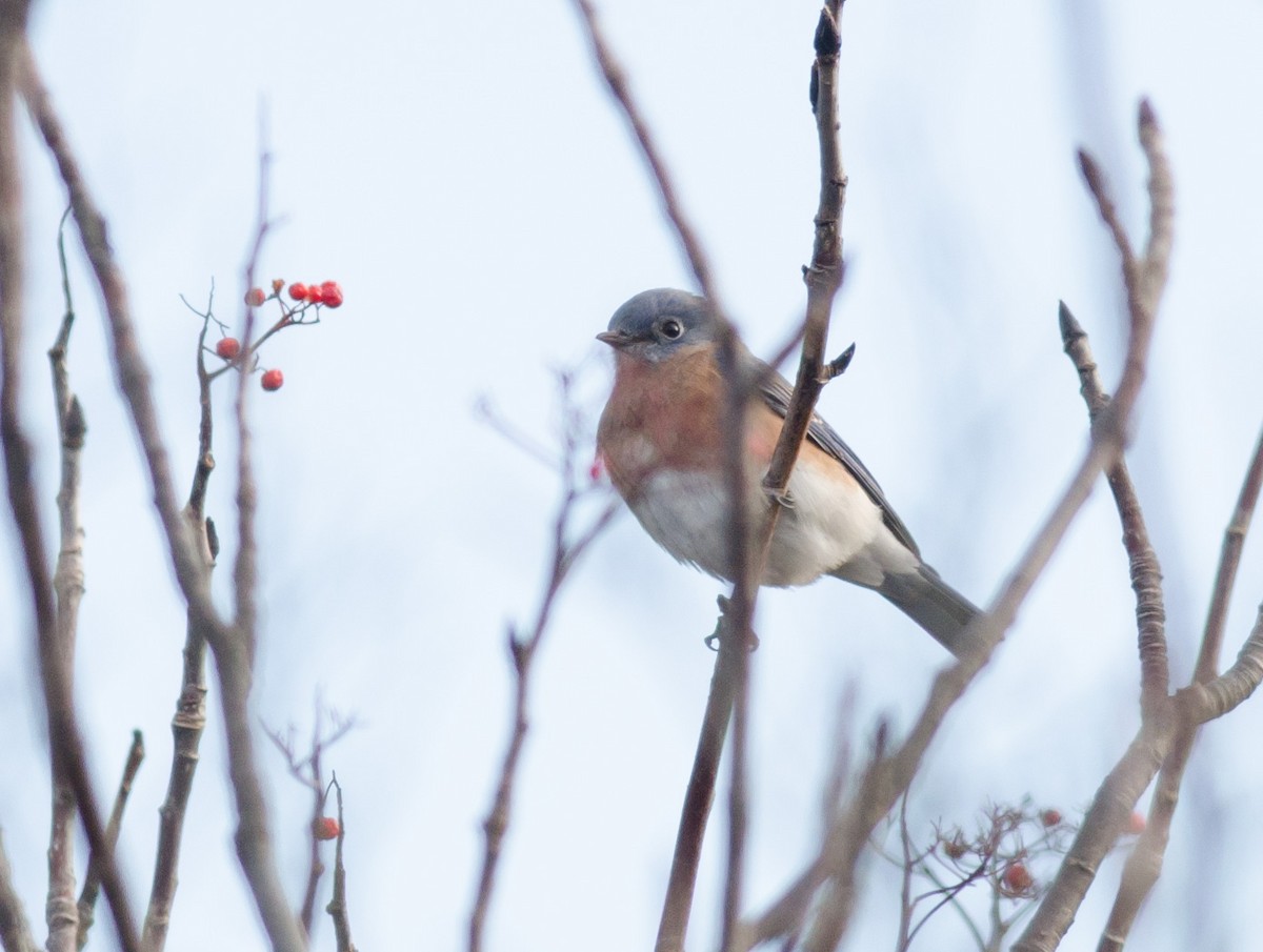 Eastern Bluebird - ML611089946