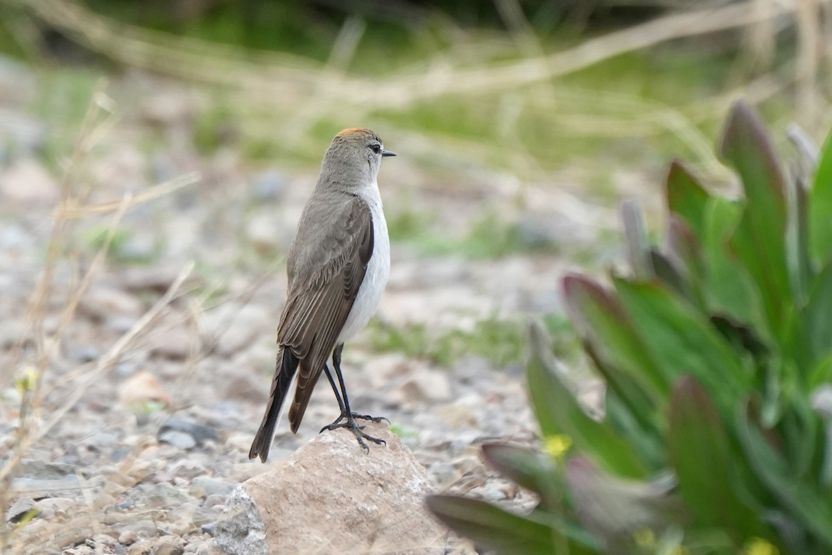 Dormilon à sourcils blancs - ML611089951