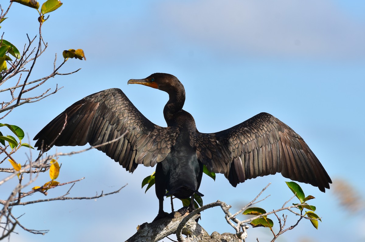 Double-crested Cormorant - ML611089967