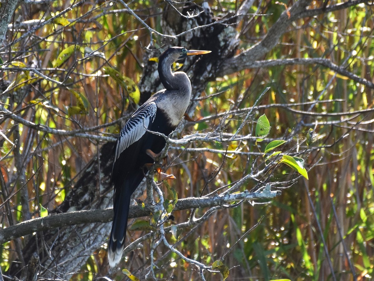 Anhinga - ML611089974