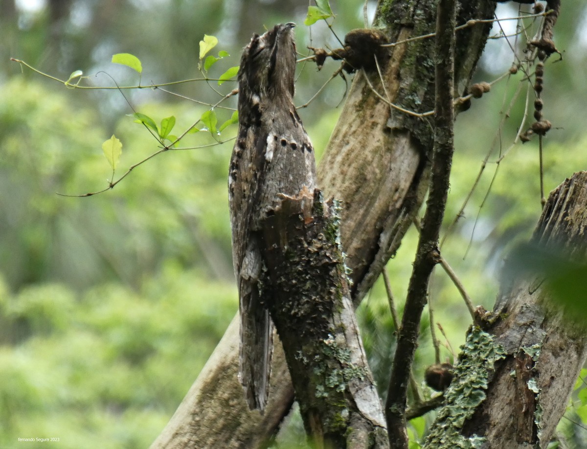 Common Potoo - fernando segura