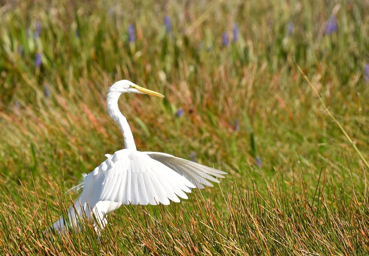 Great Egret - ML611089979