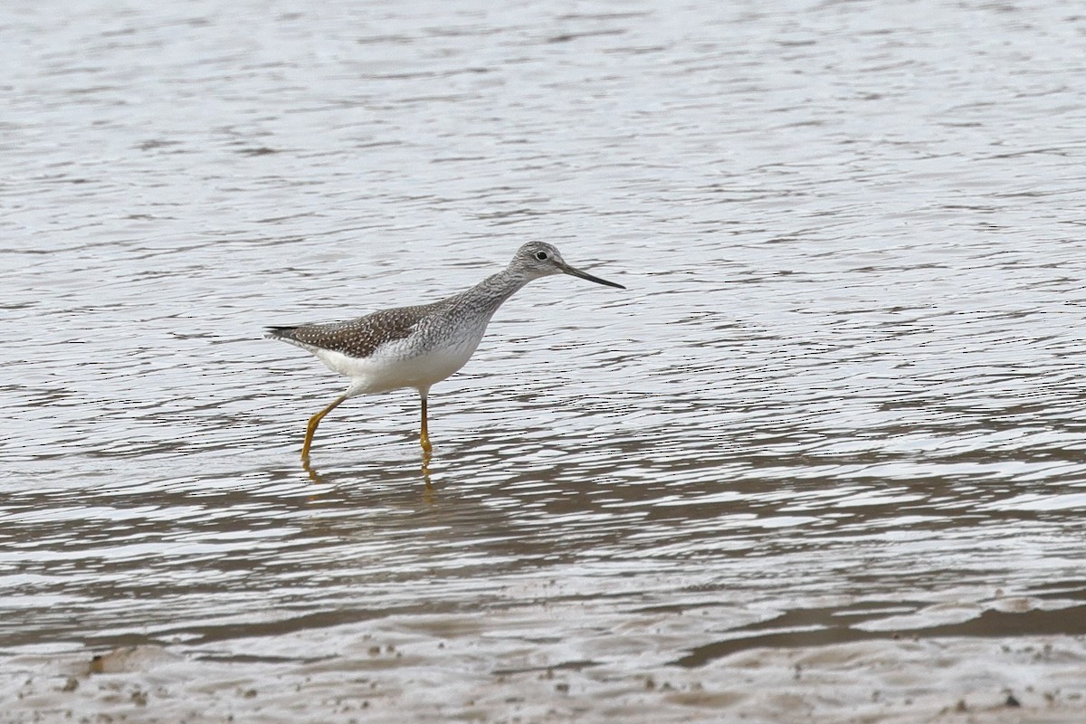 Greater Yellowlegs - ML611090156