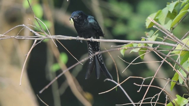 Cuclillo Drongo Coliahorquillado - ML611090169