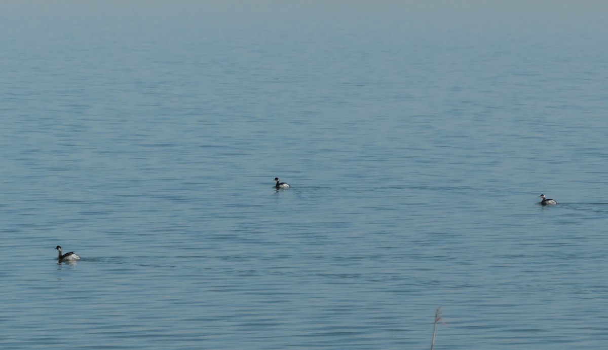 Халтар шунгуур - ML611090202