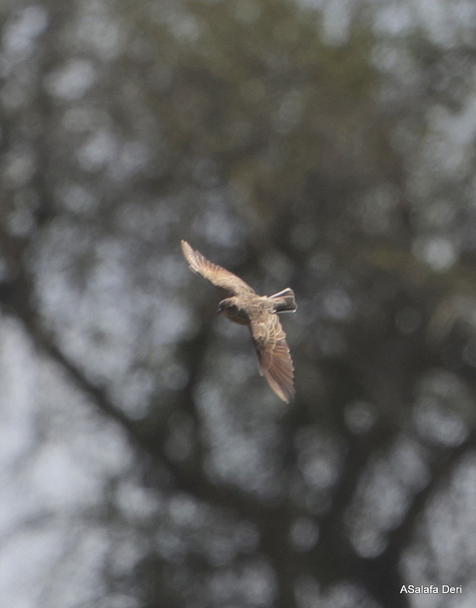 White-tailed Lark - Fanis Theofanopoulos (ASalafa Deri)