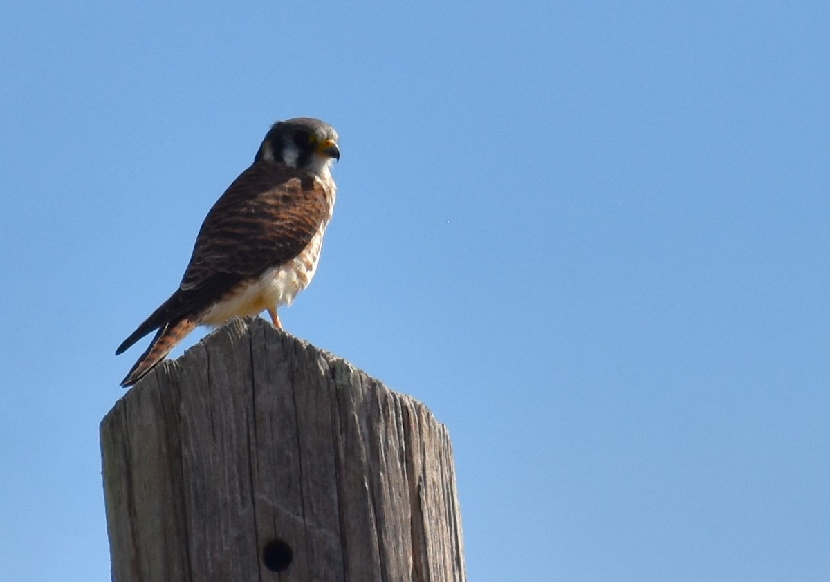 American Kestrel - ML611090340