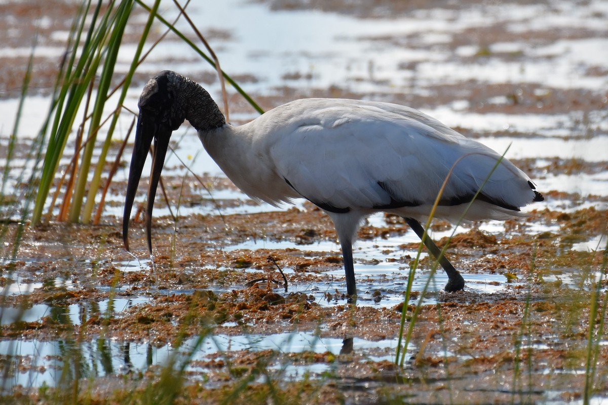 Wood Stork - ML611090347