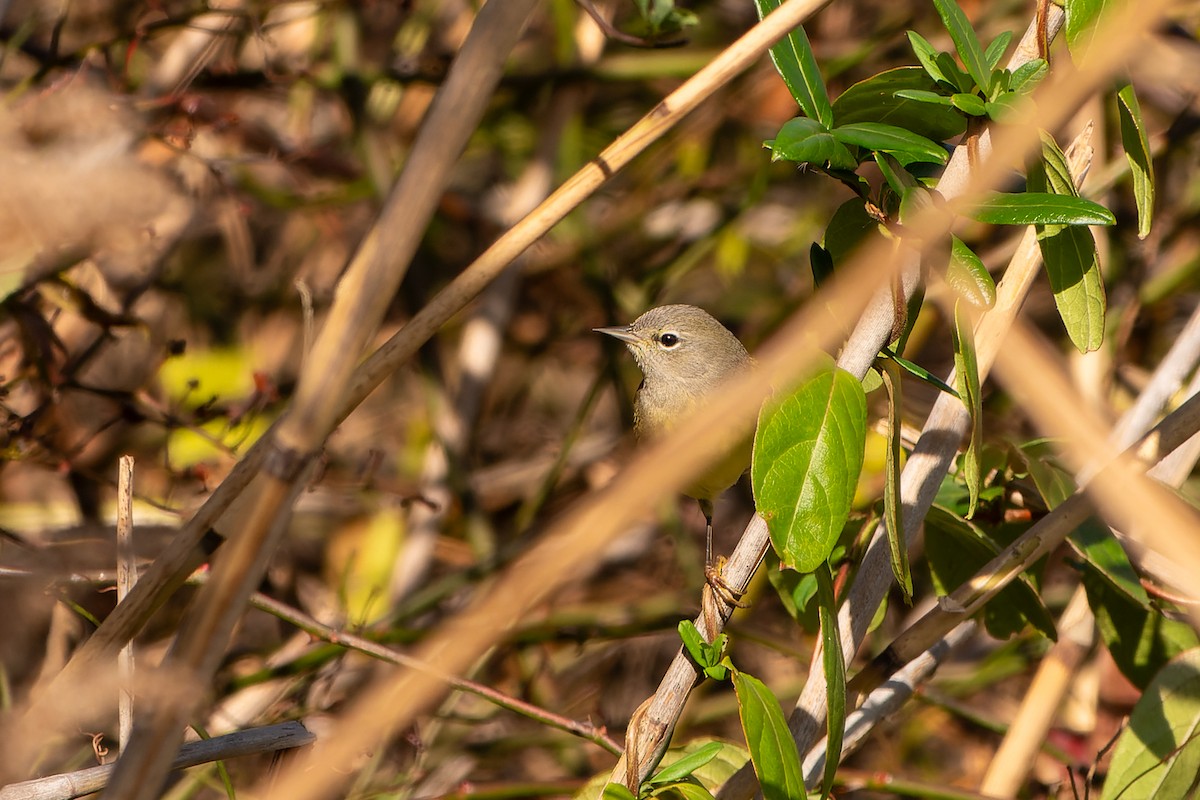 Orange-crowned Warbler - ML611090381