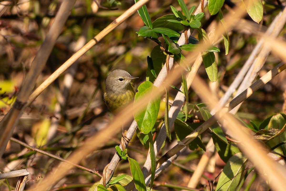 Orange-crowned Warbler - ML611090384