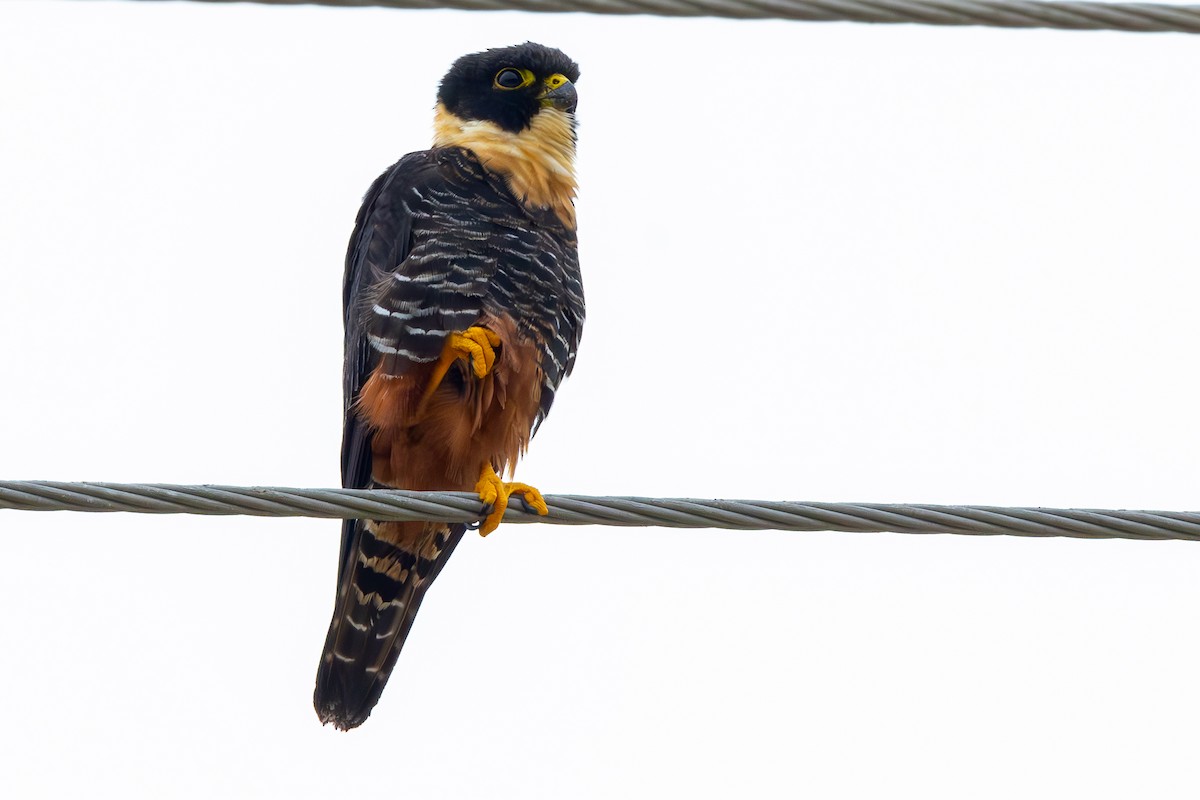 Bat Falcon - ML611090389