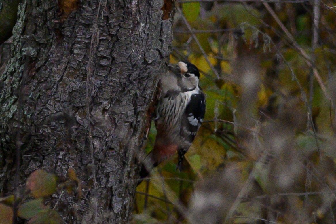White-backed Woodpecker - ML611090414