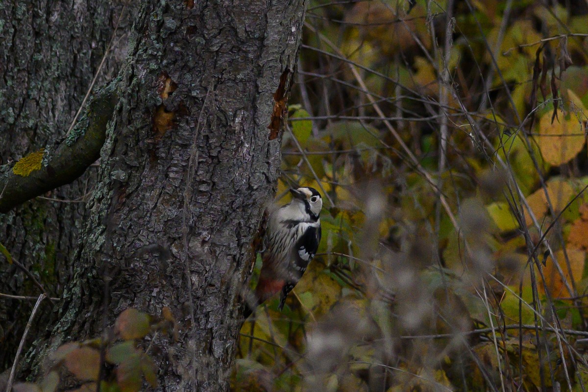 White-backed Woodpecker - ML611090415