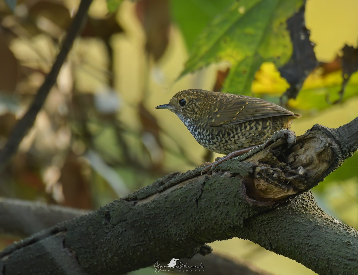 Scaly-breasted Cupwing - ML611090416