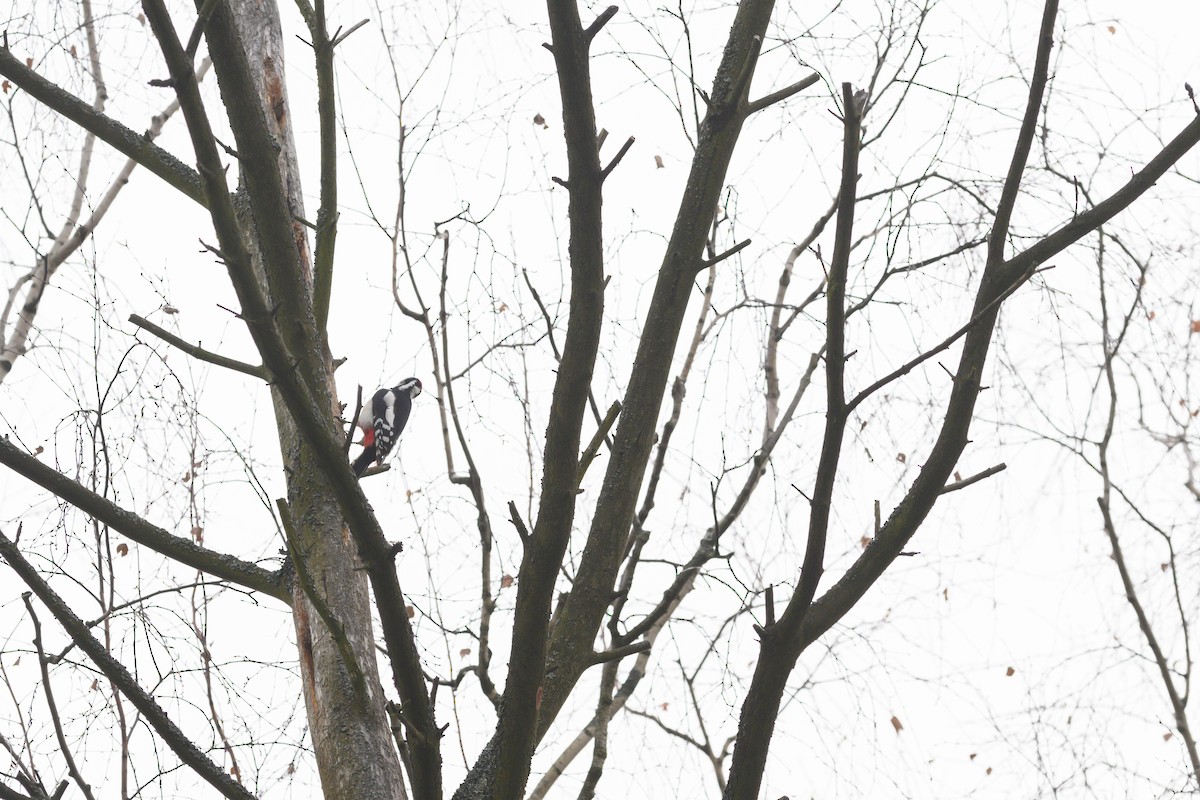 Great Spotted Woodpecker - ML611090418