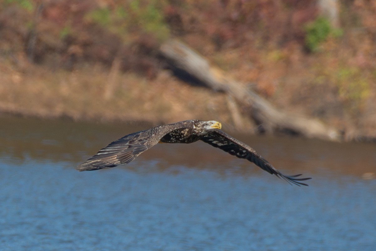 Bald Eagle - ML611090419
