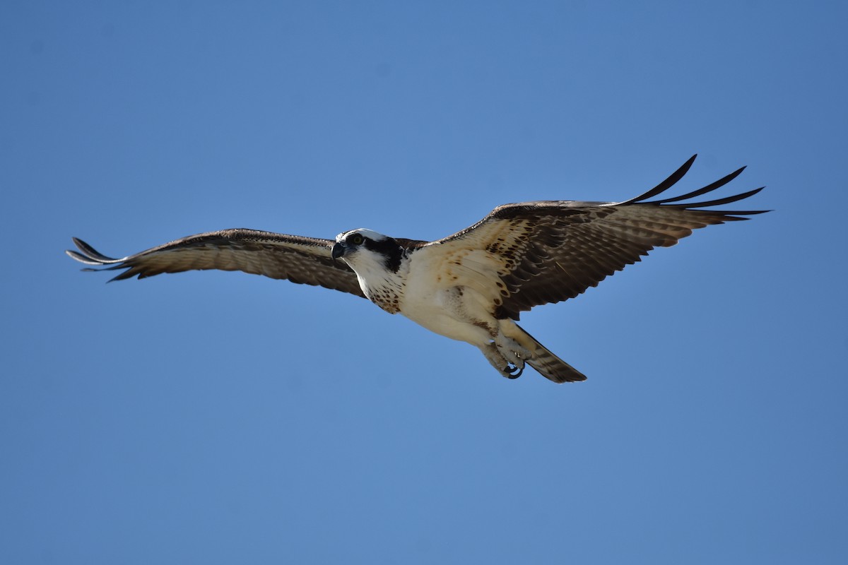 Osprey - ML611090422