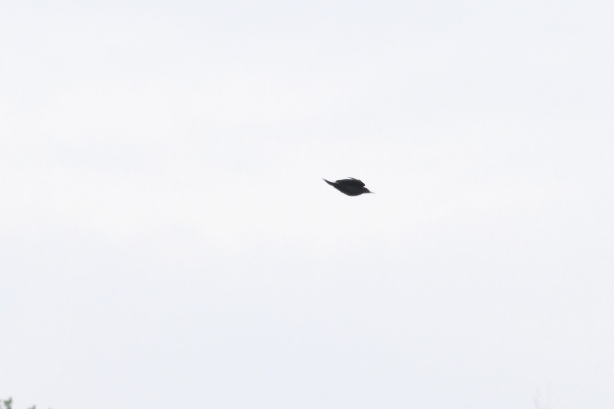 Black Woodpecker - ML611090423