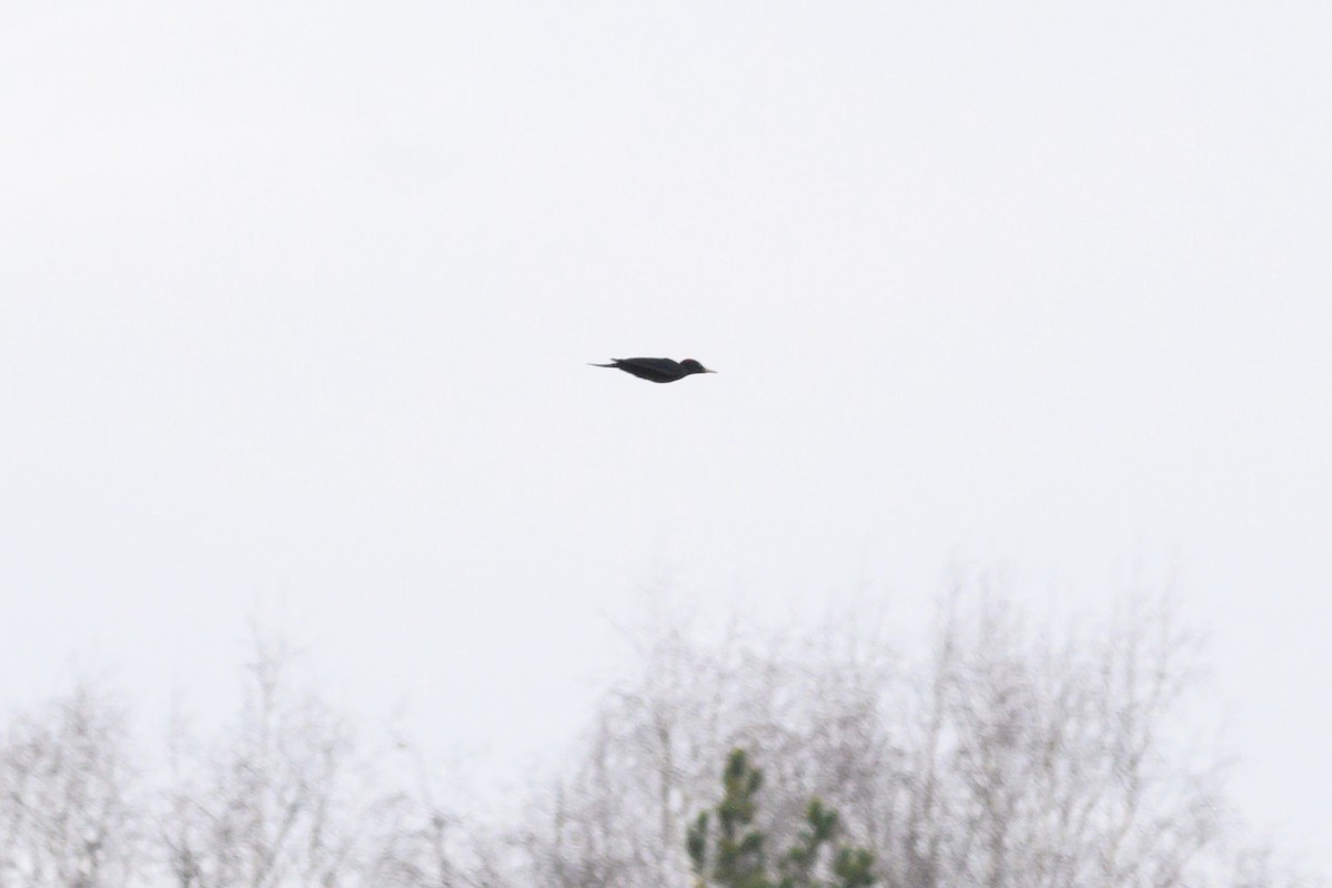 Black Woodpecker - ML611090424