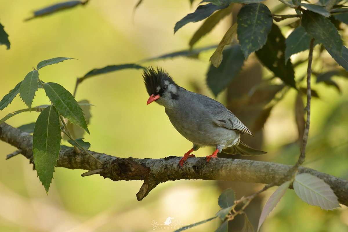 Black Bulbul - ML611090427