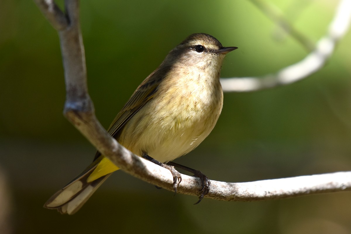 Palm Warbler - ML611090439