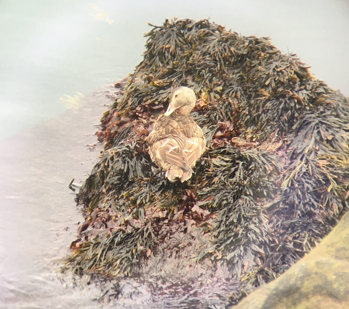 Common Eider - Ren-Lee Deru