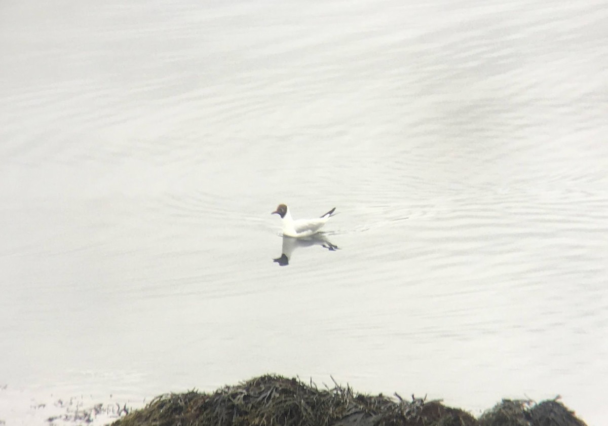 Black-headed Gull - Ren-Lee Deru