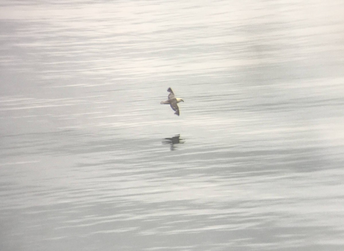 Northern Fulmar - Ren-Lee Deru