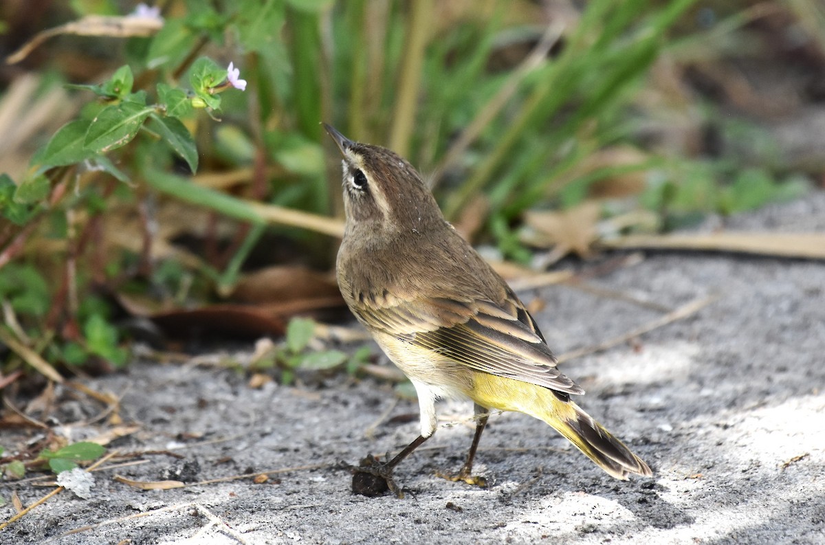 Palm Warbler - ML611090466