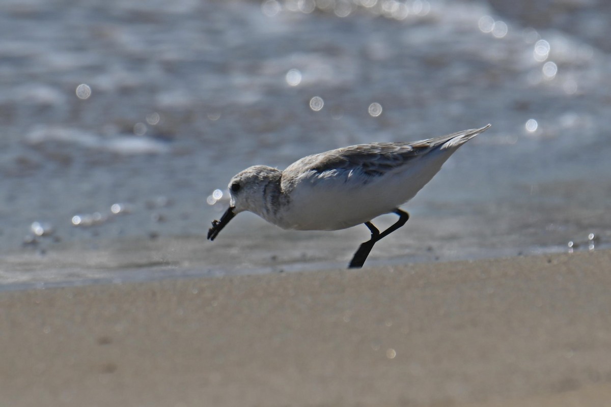 Гурвалж элсэг - ML611090489
