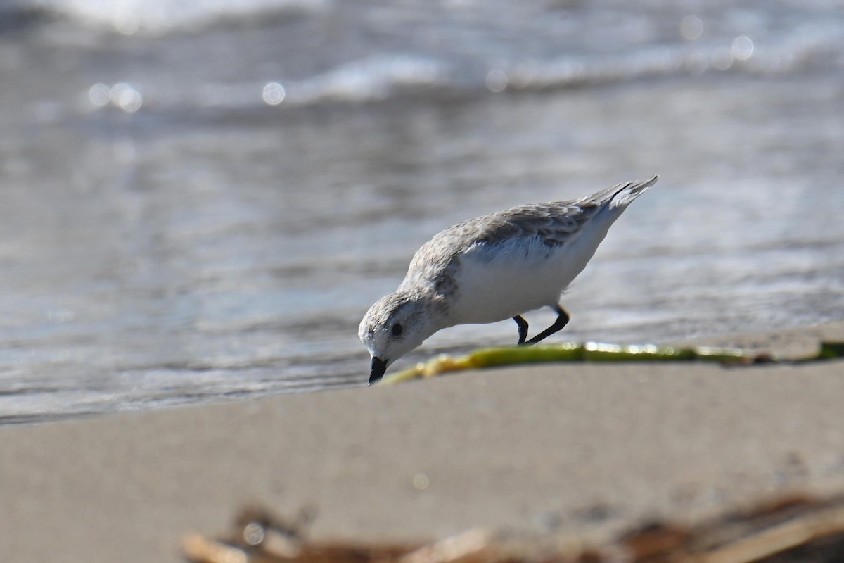 Гурвалж элсэг - ML611090490