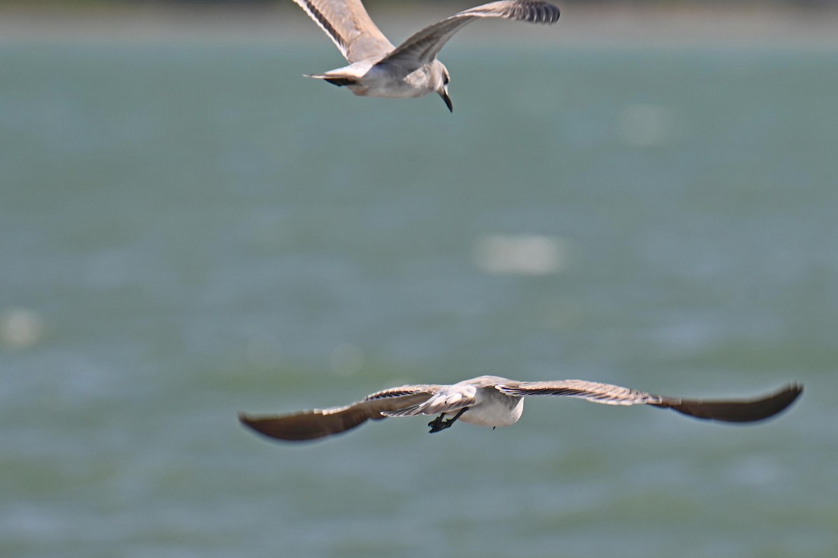 Laughing Gull - ML611090506