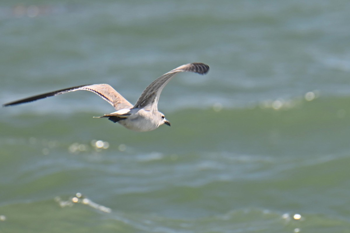 Laughing Gull - ML611090507