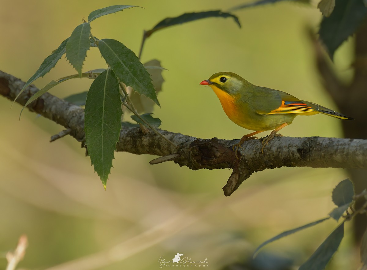 Red-billed Leiothrix - ML611090516