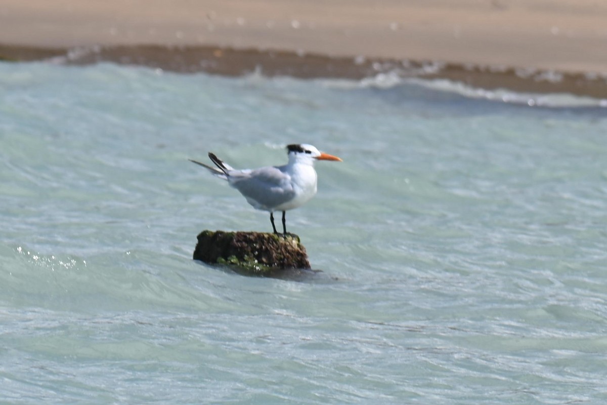 Royal Tern - ML611090545